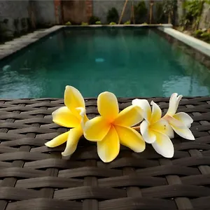 Eka Bali Pensión
